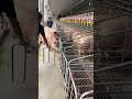 Organized Pig Feeding Cage
