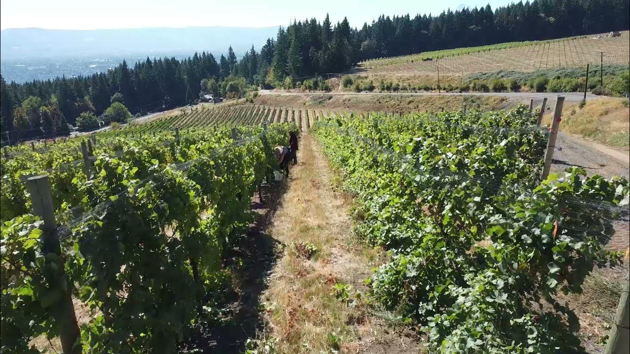 Vineyard - Columbia Gorge - YouTube