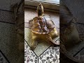 Slow but unstoppable 🐢 #NeverRush #TortoisePower #TrendingAnimals