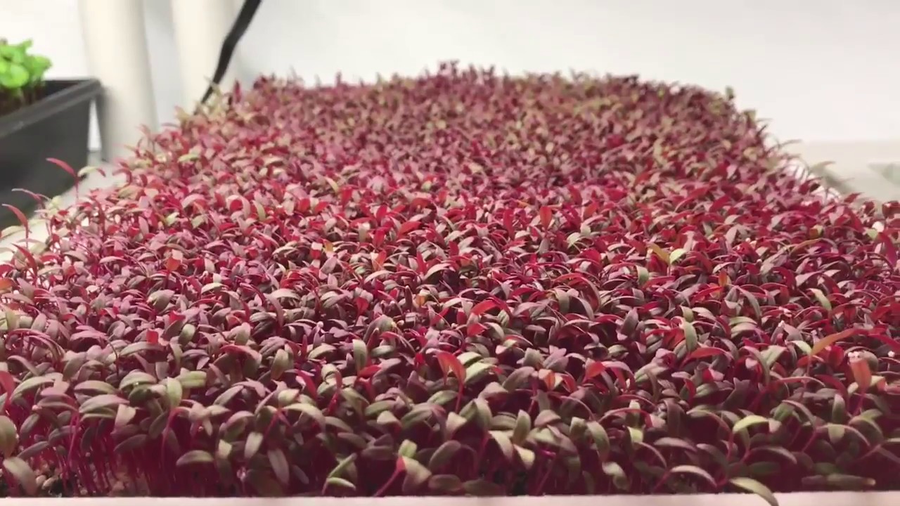 growing microgreens under lights