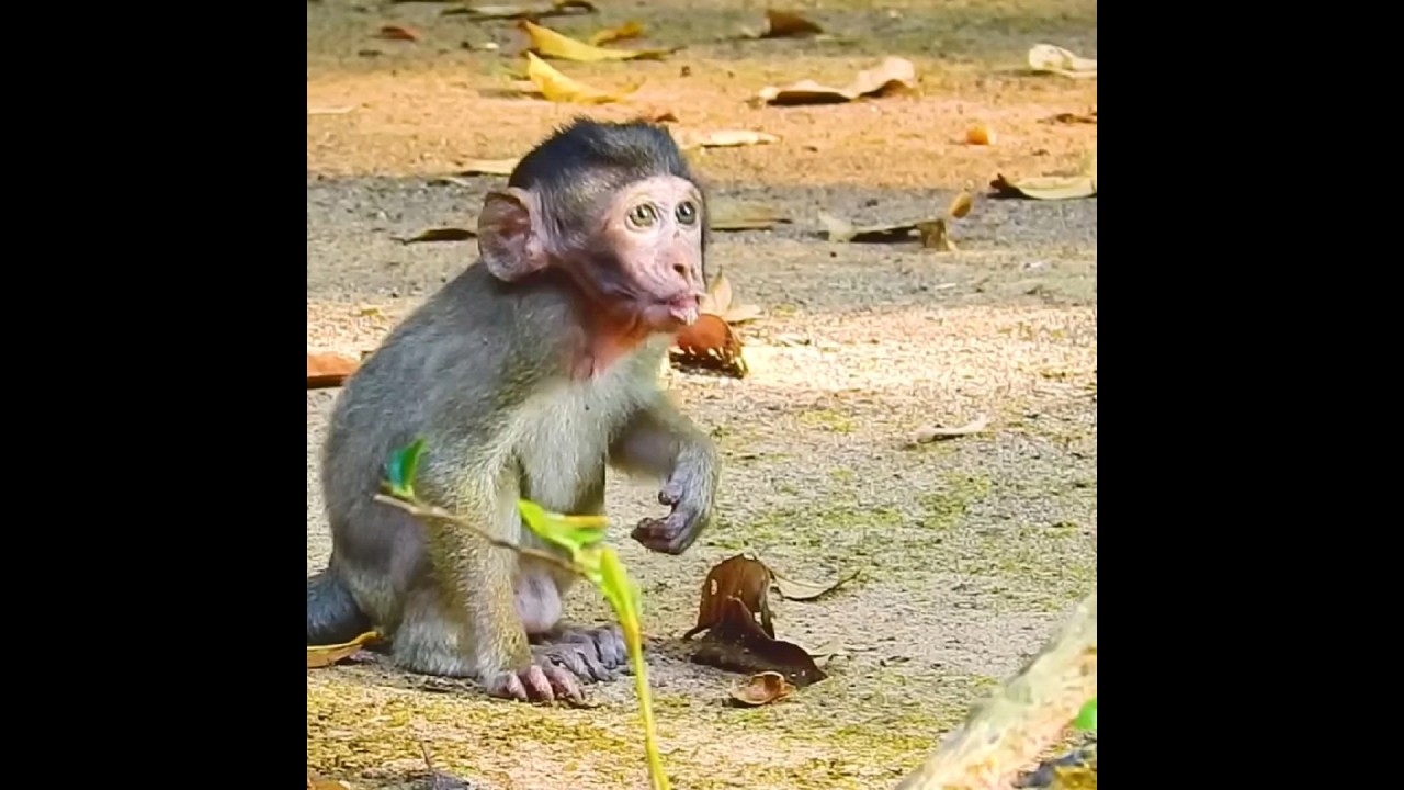 Little Monkey Baby Helpless Vomiting To Food Poisoning || No Good