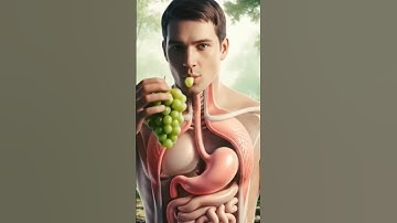 What Happens Inside Your Body When You Eat Grapes? 🍇 | 3D Animation #humanbody #anatomy #3danimation