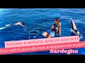 Что нужно знать,чтобы найти китообразных в море и поплавать с мобулами#сардиния #влог #отдыхвиталии