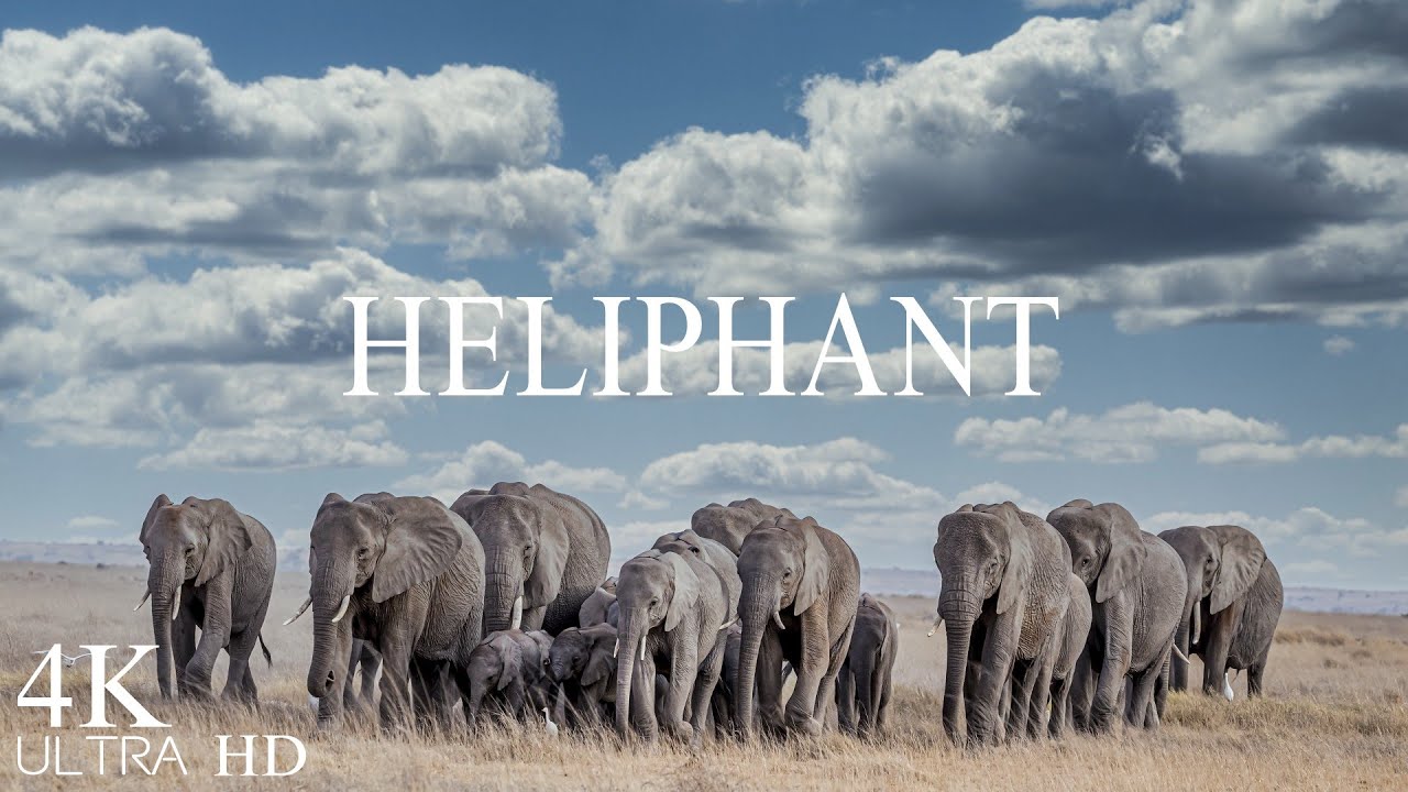 Heliphant 4k- Soothing nature Film with 60FPS Ultra