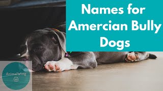 Names of American Bully Dogs