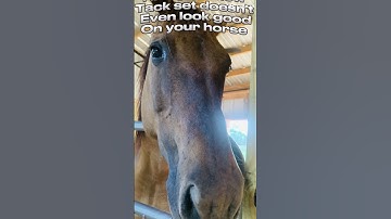 Mhm sure! She is an red Dun so ofc it’s matches