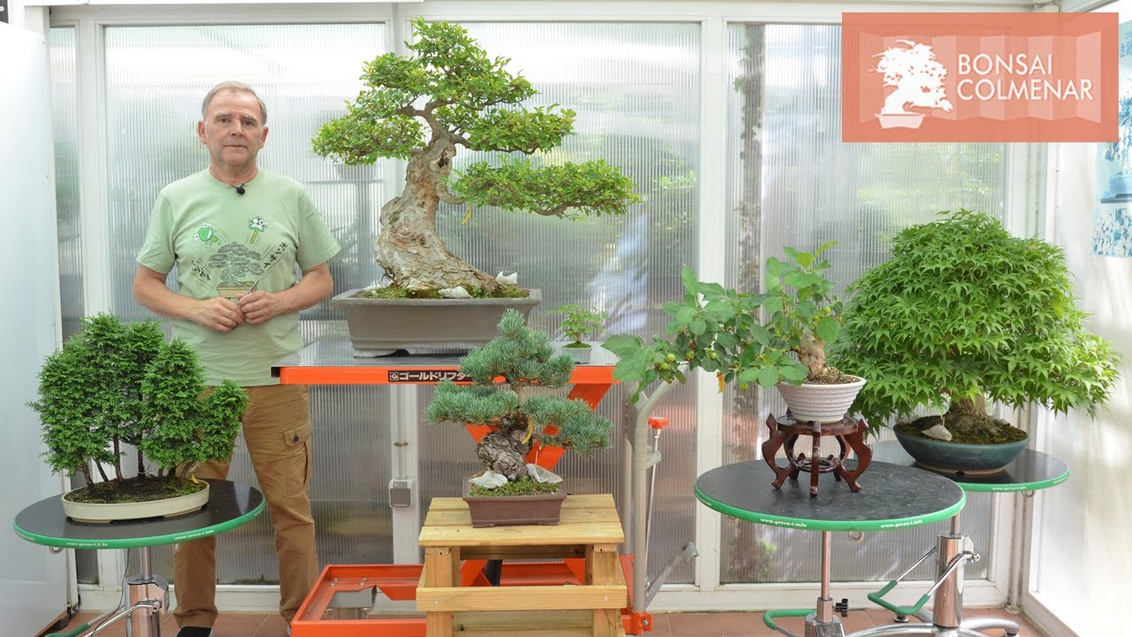 Mitos - Bonsai Colmenar