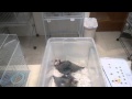 Baby Macaws at The Bird Shop on Auburn Blvd. Sacramento, Ca 95841