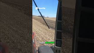 Black Dirt Seagulls Weird Bird Behavior Explained!