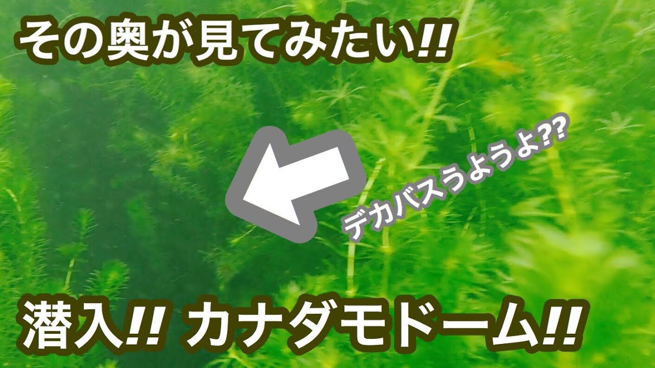 潜入 カナダモドーム その奥が見てみたい Youtube