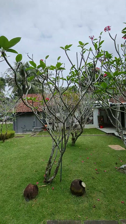 Min Jiang (Dempsey, Singapore)