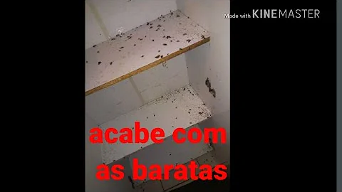 Como eliminar as baratas pequenas?
