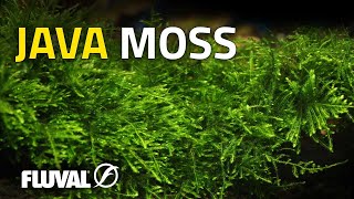 Species Spotlight | Java Moss