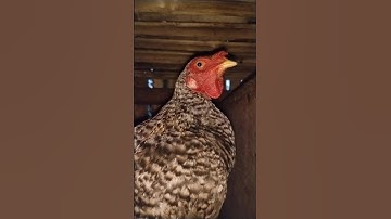 "Ayam Jantan Berkokok Sambut Pagi | Suara Alam yang Menenangkan 🌄🐓"
