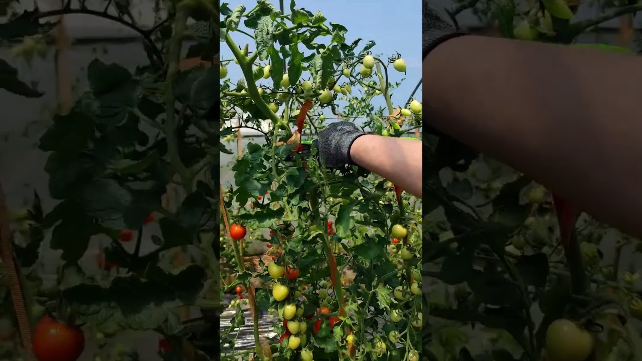 SWANSOFT Tomato Tying Machine, Professional Garden Tape Tool for Tying Plant Branches 【8108】