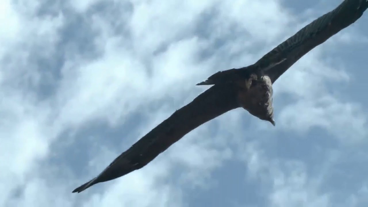 El Condor Pasa   ( Felipe De Jesus )