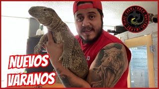 NUEVO GRAN PROYECTO EN EL CRIADERO 🦎🦖