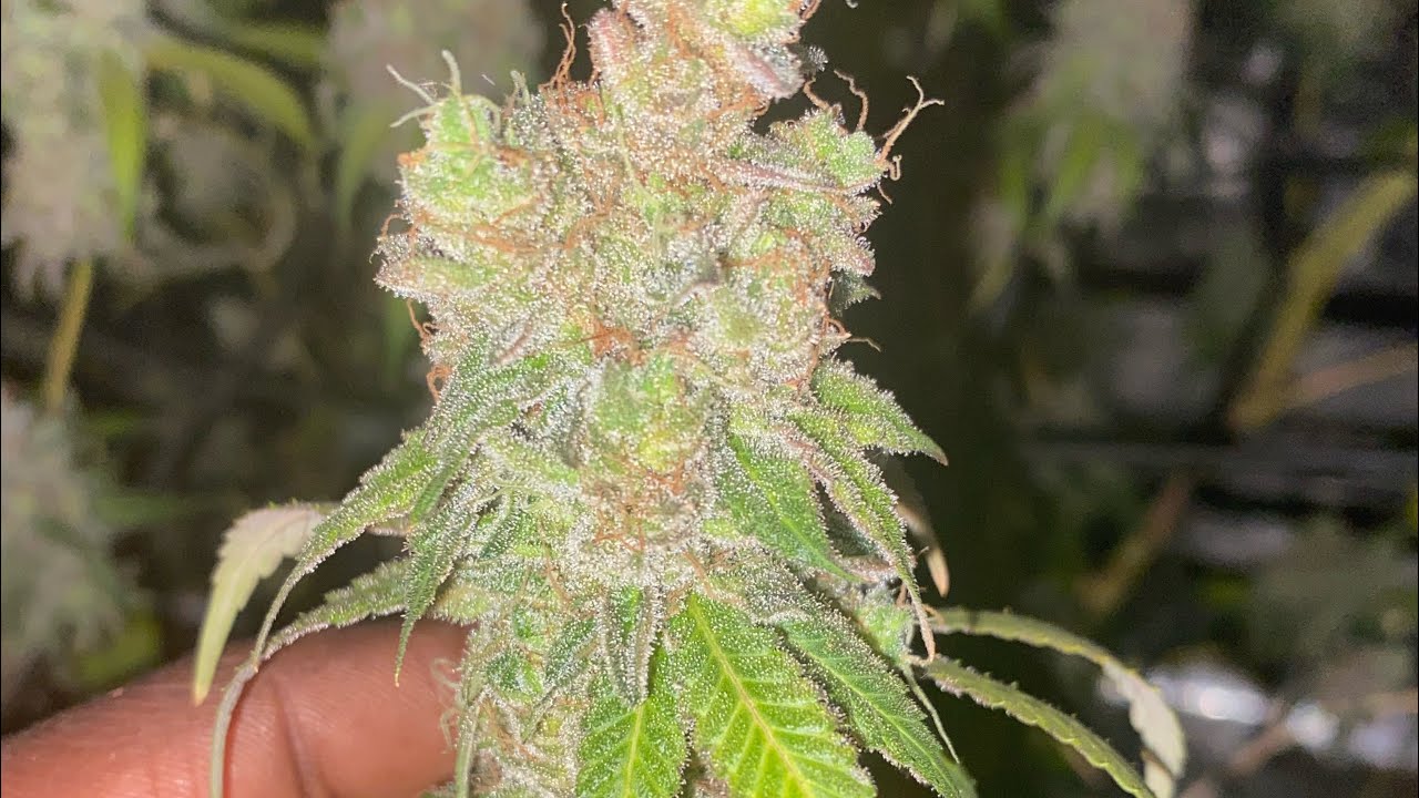 Indoor grow: harvest 2023 part 1