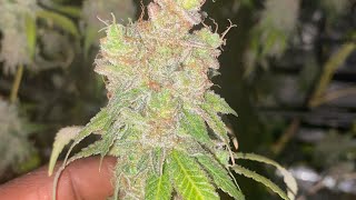 Indoor grow: harvest 2023 part 1
