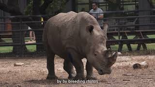 Rhinory Documentary