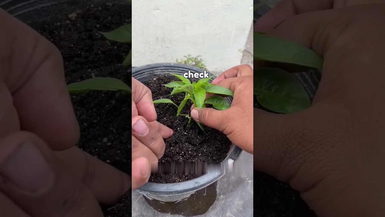 Горшок, полный перцев, вырастет за 25 дней!