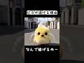 ピヨが逃げる理由 #shorts #猫アニメ #猫
