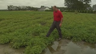Rain & flooding impacts farmers, crops