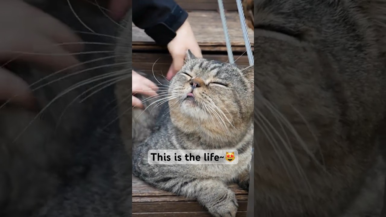 This Cat’s Reaction to Being Pet Will Melt Your Heart! 🐱💕 