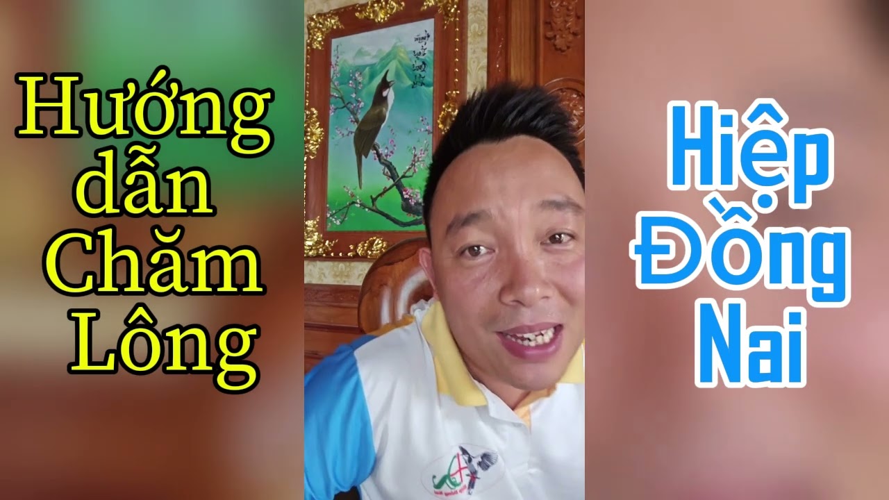 Hướng dẫn chăm lông, Show các CB đang thay lông Hiệp Đồng Nai 2024