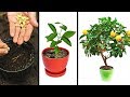 ご自宅で簡単に栽培できる１５の植物