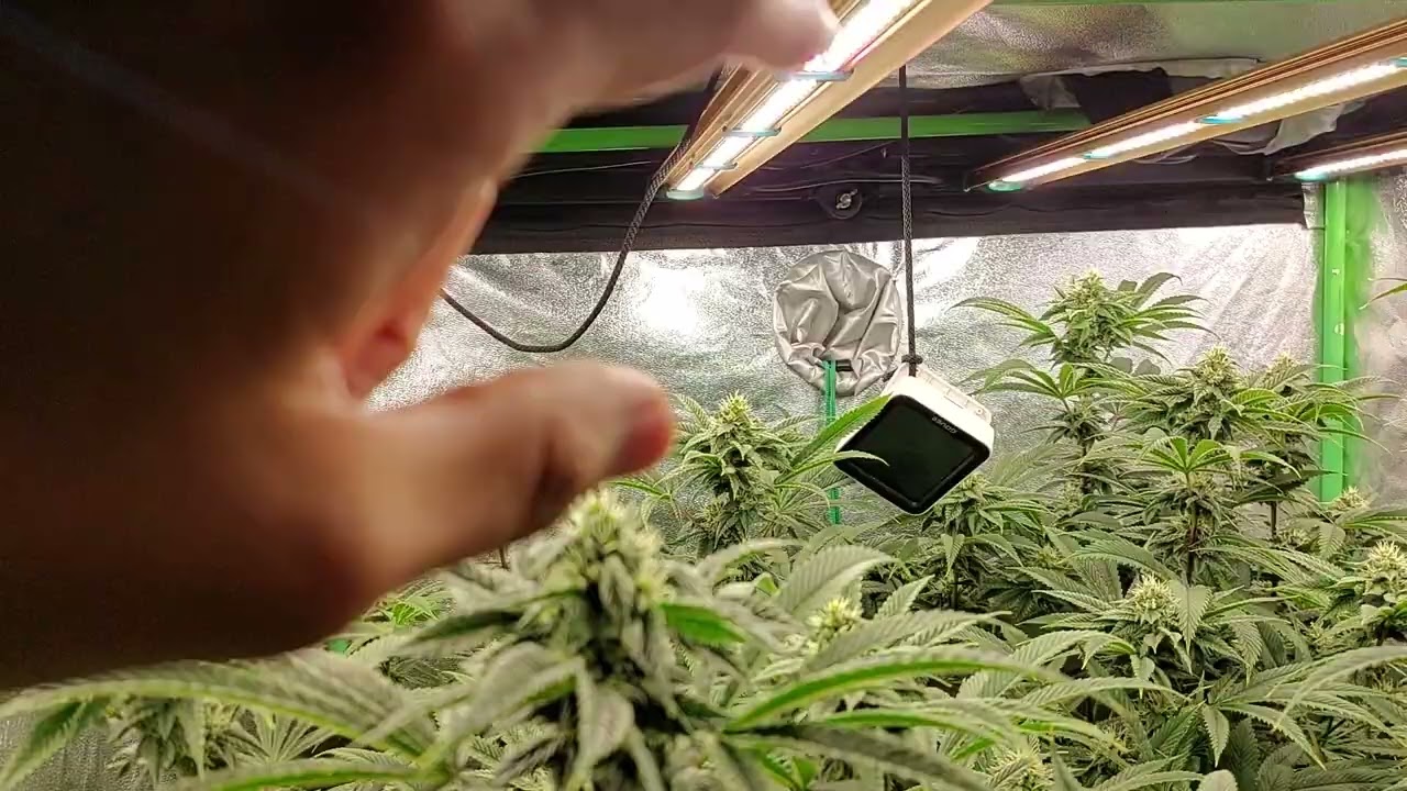 Roi-e420 Grower's Choice led in a 3x3 tent.