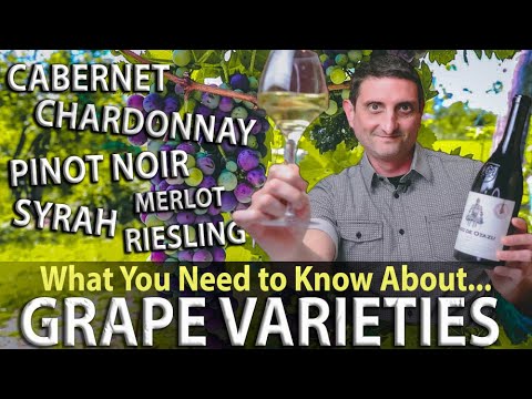 WINE 101: What are Grape Varieties?