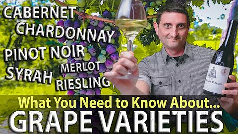 WINE 101: What are Grape Varieties? - DayDayNews