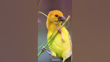 Architect of Nature / Baya Weaver Bird