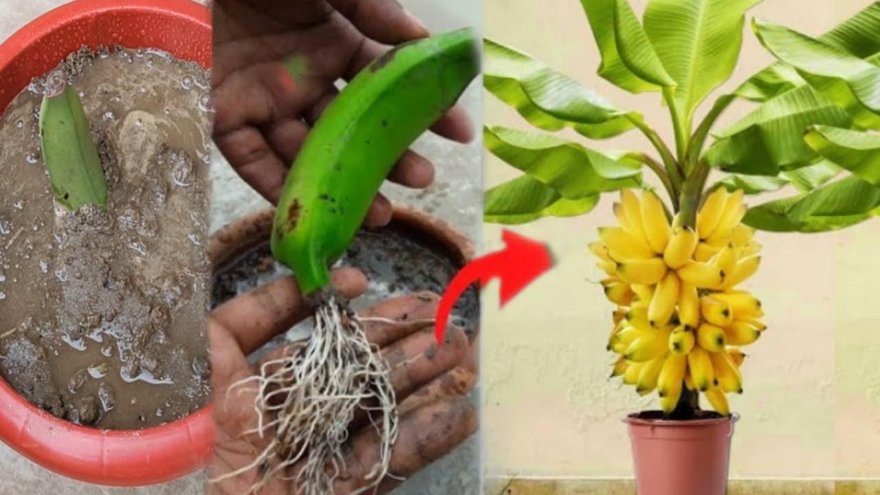 Grow Banana Peppers From Seed 🍌🍌। Grow Banana Tree From Banana ।Banana