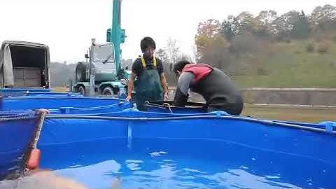 Thu hoặch ao bùn khủng của trại konishi