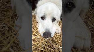 #bigdog #bigpuppy #livestockguardiandog #homestead #greatpyrenees #akbash #giantdog