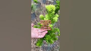 Cây Tùng kim cương nhiều kích cỡ | 0386569374 - Ngọc Ngân Bến Tre | Chuyên cây độc lạ