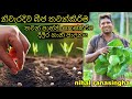 බීජ තවන්කිරිම තවන් පාත්ති සකස්කිරිම Seed germination Preparation of nursery beds බීජ සිටවීම කාබනික