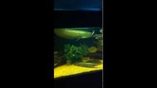 Arowana steals feeder from Gar's mouth (very cool) by vik datta 206 views 13 years ago 1 minute, 9 seconds