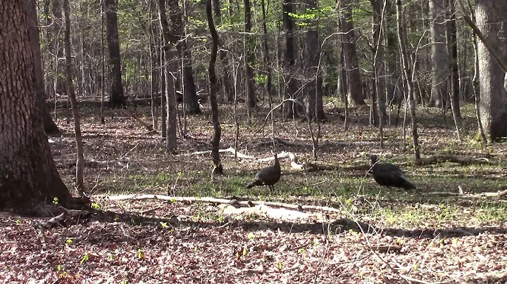 Kristy Hunt Shot Video