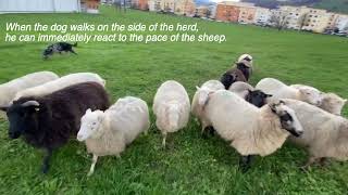 What is Traditional Style herding? ...Traditional Style without a big flock is that even possible?