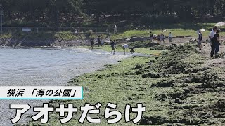 「海の公園」アオサだらけ　横浜
