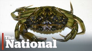 Hybrid crabs plague Newfoundland