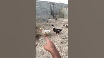 الفرق بين انثى وفحل البط علوكي 