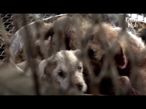 Video: 4 Sneaky Ways Můj pes dokončil zákon o hladovění psa