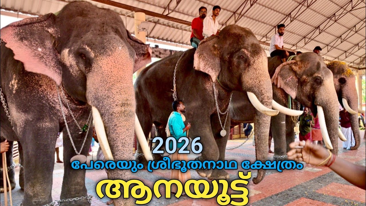 ആനയൂട്ട് |Perayam Sree Bhoothanatha temple | Aanayoottu | Gajasweekaranam