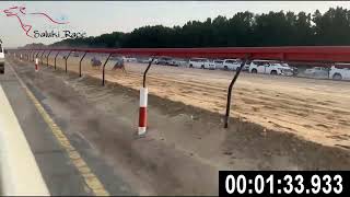 HHC Saluki Competition 2024 - Race 6 Amateur M (6-1-1) by Saluki_Race 175 views 2 months ago 2 minutes, 49 seconds