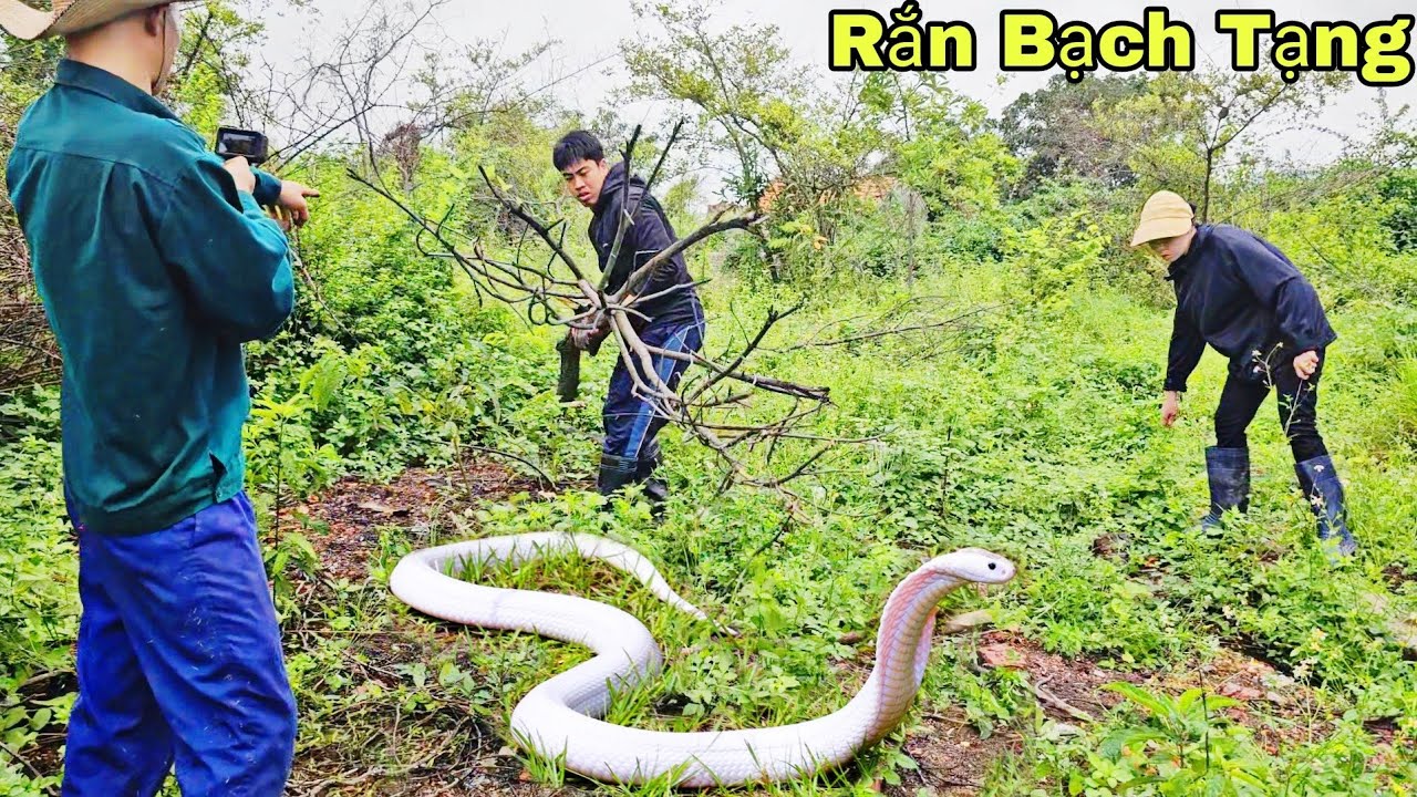 Обнаружение заброшенного дома 50-летней давности, две кобры в древнем колодце.