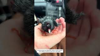 Poor little water chicken #lovestory #animals #wildliferescue #rescue #cute #love #wildlife #moorhen